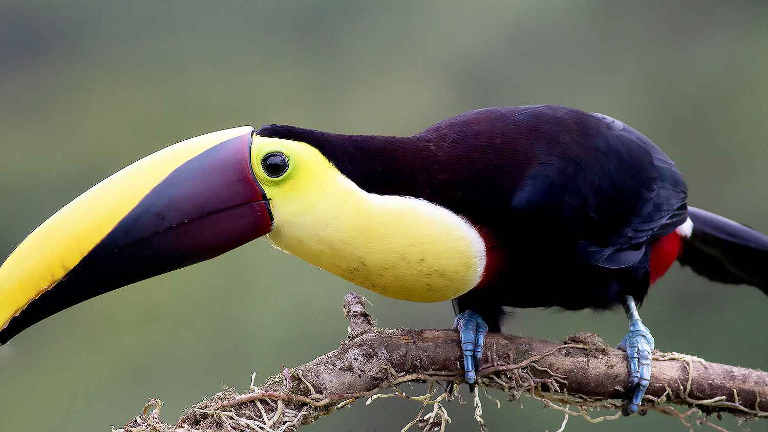 Yellow-throated Toucan